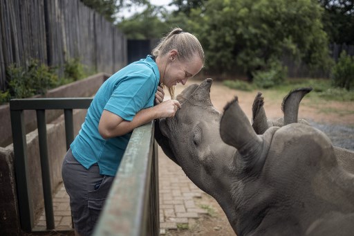 Afrique du Sud: requinquer les bébés rhinos