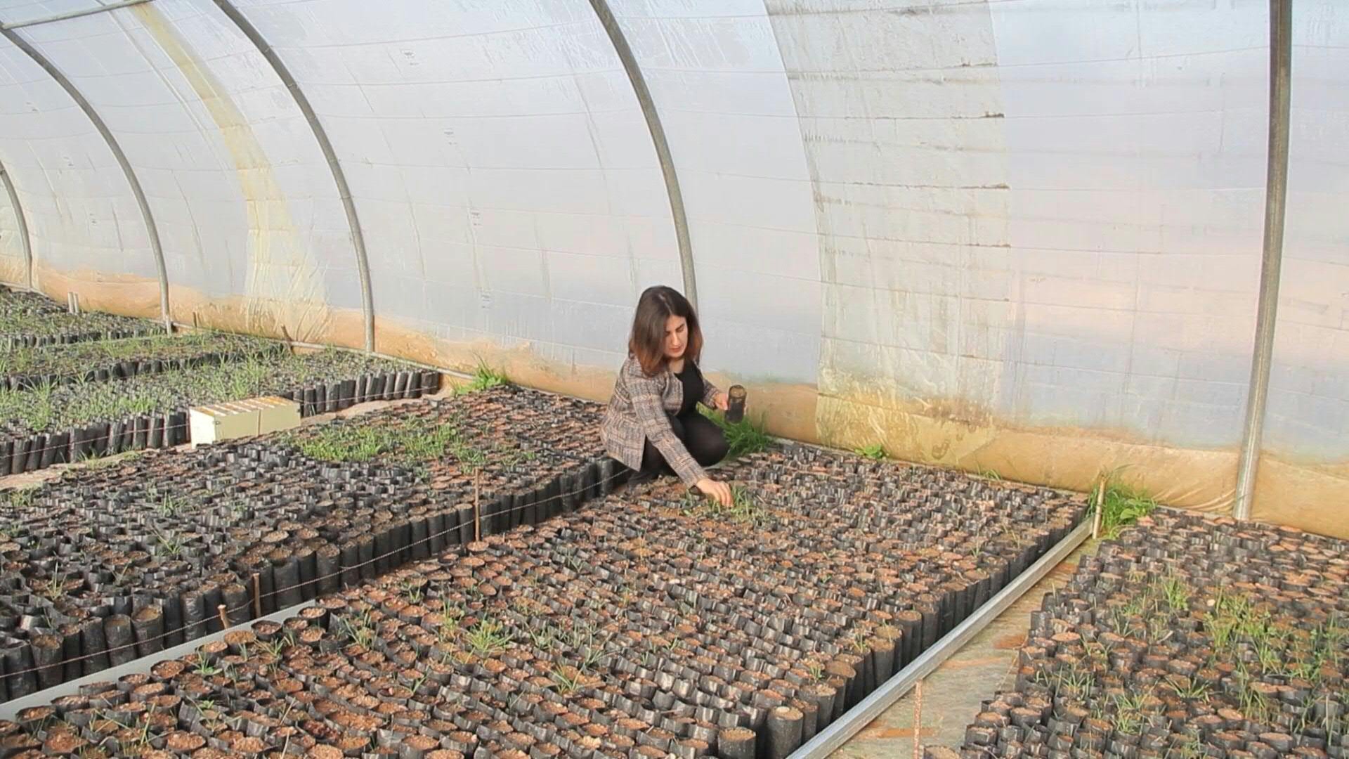 Au Kurdistan d'Irak, un million de chênes contre le changement climatique