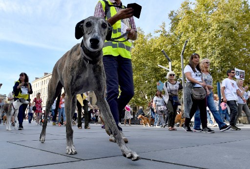 Maltraitance animale : certificat et peines plus lourdes prévues