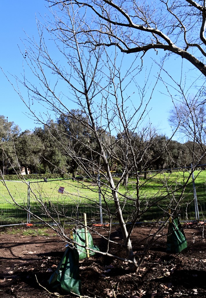 Cette vue générale montre un platane cloné à partir d'un spécimen rare du 17ème siècle et cultivé en France, après avoir été planté dans le parc de la Villa Borghèse à Rome le 26 janvier 2021. (AFP)