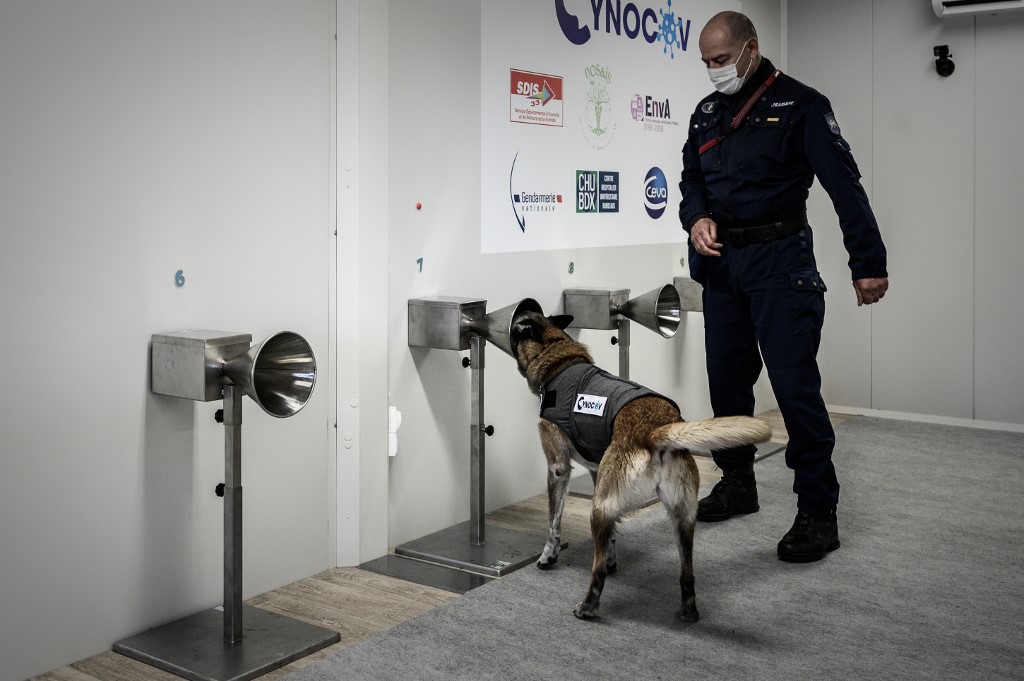 Des chiens formés pour traquer la Covid avec la sueur humaine