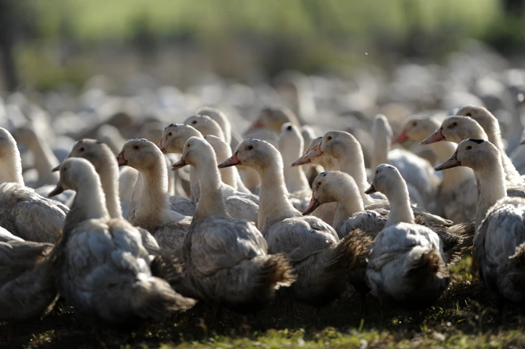 France: la grippe aviaire se propage, canards abattus par centaines de milliers