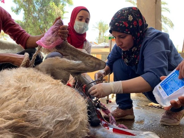 Des cavaliers basés en Égypte veulent éradiquer la cruauté envers les animaux
