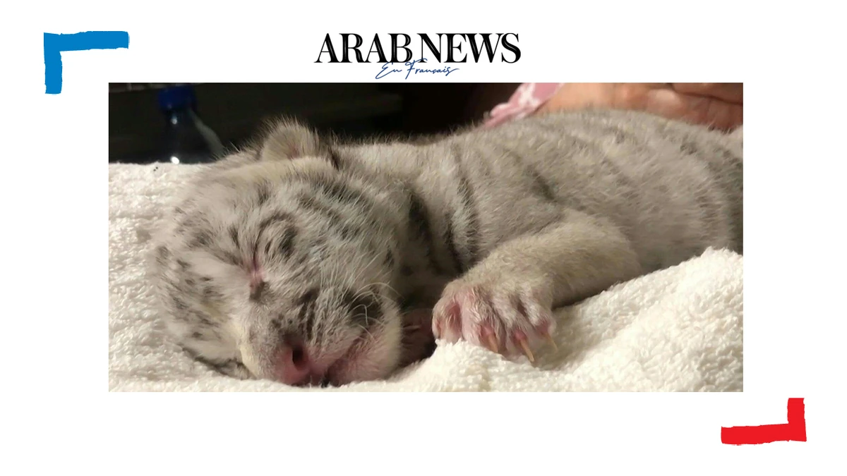 Nicaragua : naissance dans un zoo d'une petite tigresse blanche