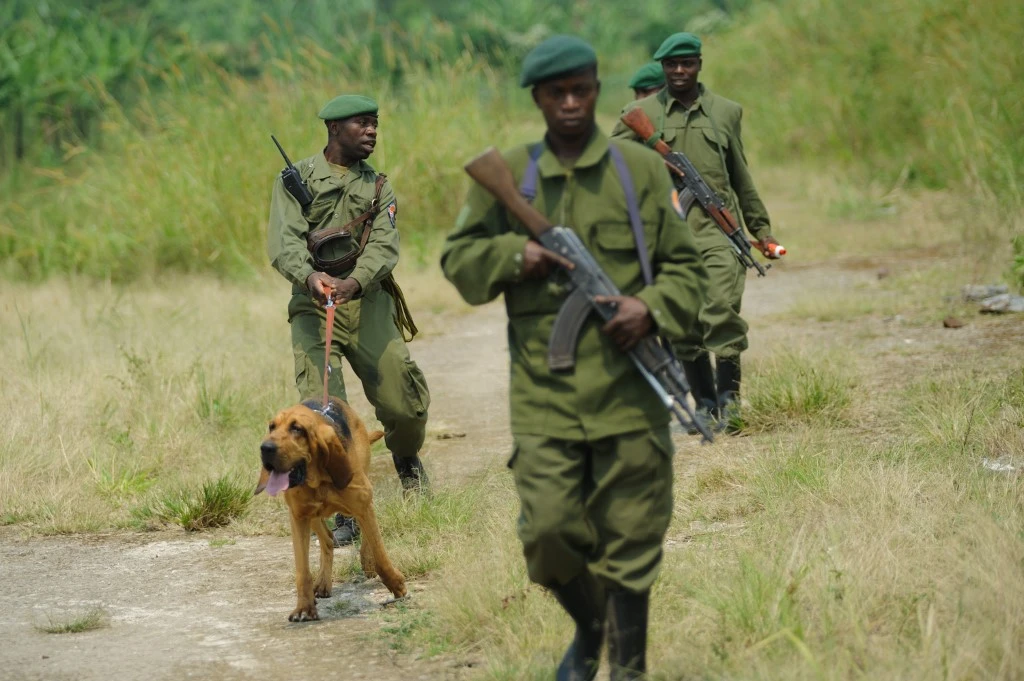 Un limier et ses maîtres de l'Autorité congolaise de la faune (Institut congolais pour la conservation de la nature, ICCN), ainsi que des gardes du parc de l'ICCN, participent à un exercice d'entraînement sur une piste d'atterrissage à Katale, dans l'est de la République démocratique du Congo, le 17 juillet 2012. (AFP)