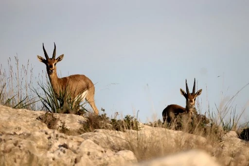 En Israël, des chercheurs veulent sauver les gazelles menacées d'extinction