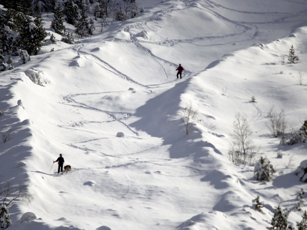 Un CRS de montagne et un gendarme, accompagnés d'un chien d'avalanche, sondent une coulée, le 25 février 2004 sur le massif du Prioux, dans la vallée du Roc du Pêcheur, parc de la Vanoise, où 2 randonneurs en raquette sont portés disparus depuis le 22 février 2004. (AFP)