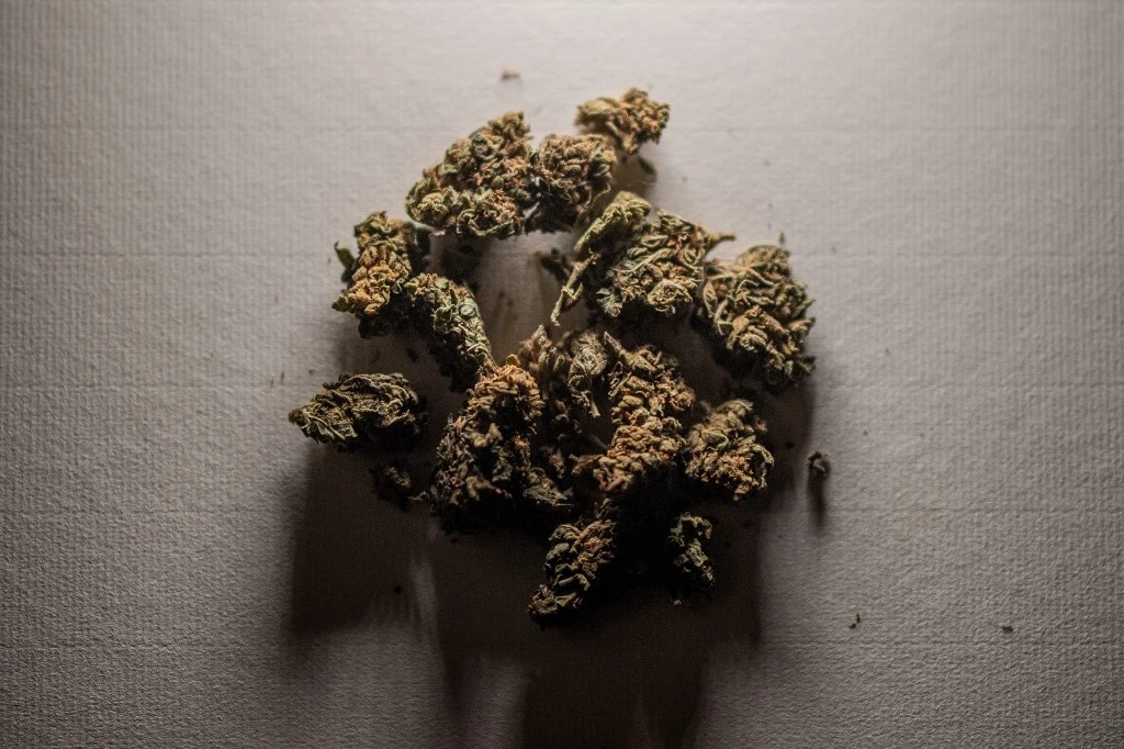 Une photo prise le 14 janvier 2021 à Lavau-sur-Loire, dans l'ouest de la France, montre des têtes de chanvre CBD (cannabidiol). (AFP)
