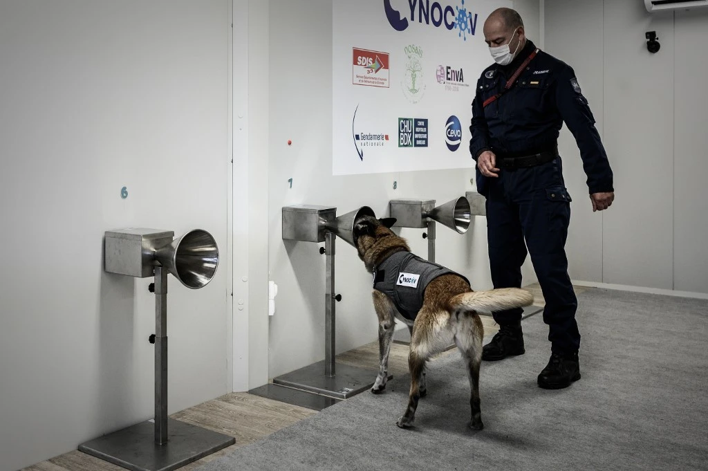 Des chiens formés pour traquer la Covid avec la sueur humaine