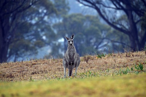 La plus ancienne œuvre d'art pariétal australienne est... un kangourou