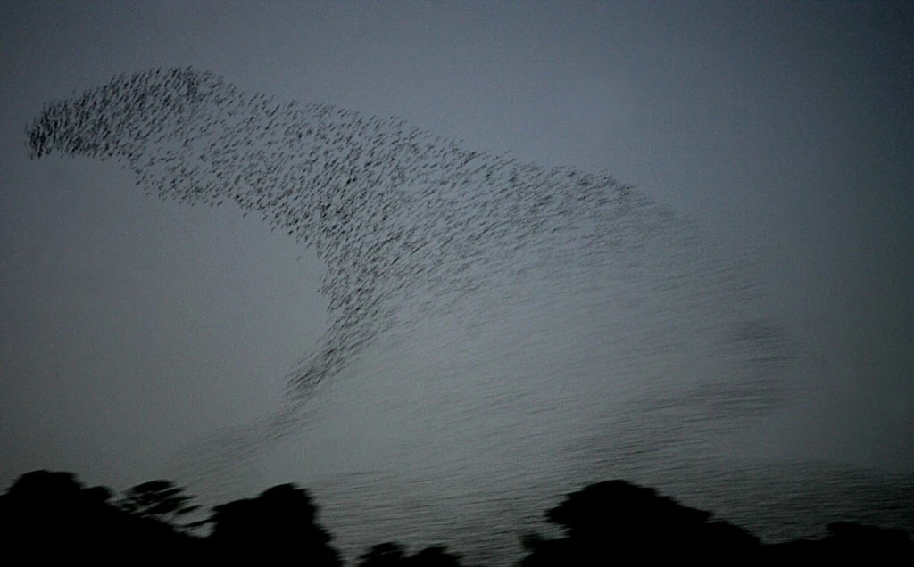 Algérie: un foyer de grippe aviaire détecté, 2 000 animaux abattus