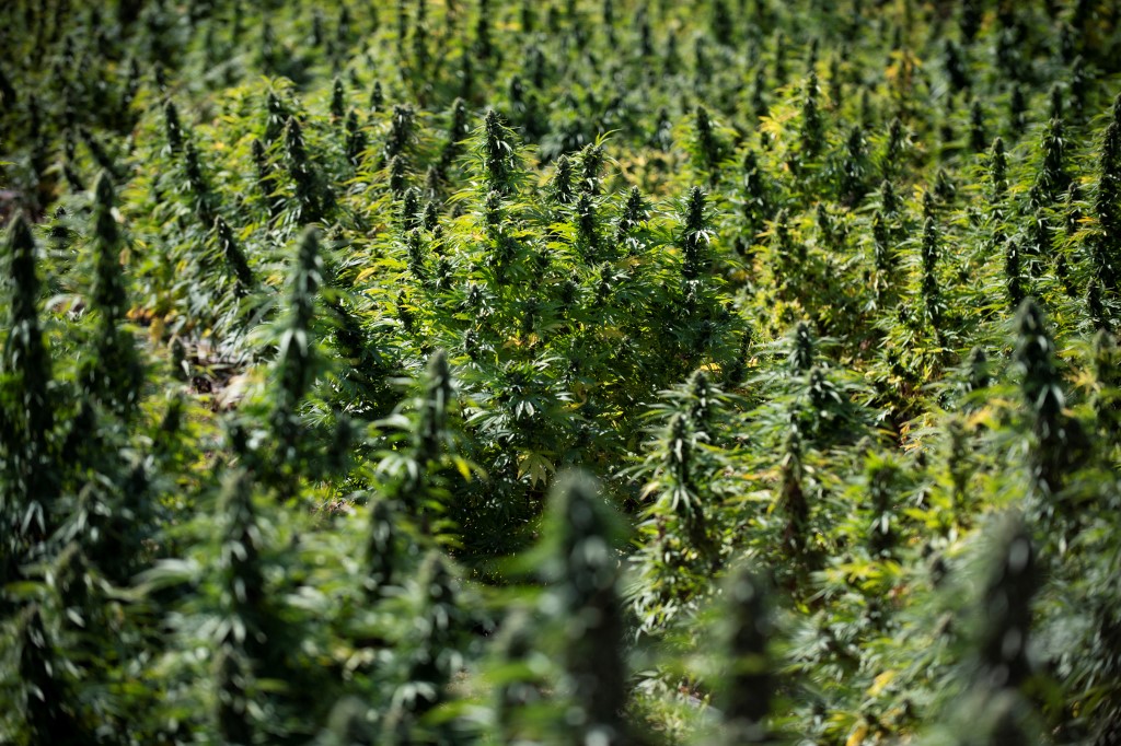 Le gouvernement replanche sur le projet de loi relatif au cannabis