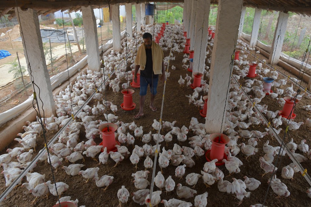 Algérie: 15 000 aviculteurs en faillite