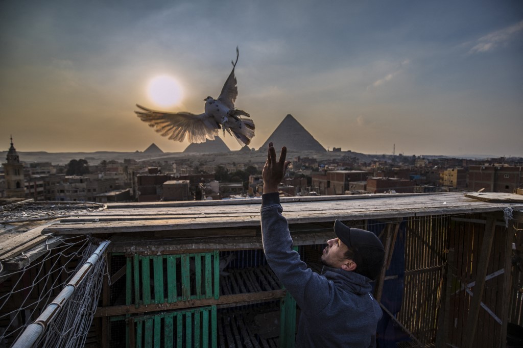 Un homme libère un pigeon dans la ville de Gizeh, le 21 février 2021. Khaled DESOUKI / AFP