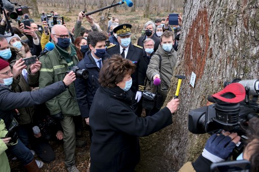 Notre-Dame: de la forêt à la charpente, la longue marche des chênes