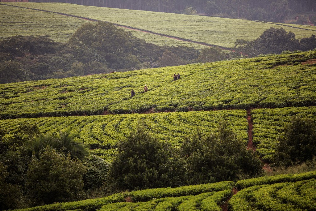 Cultures d’automne: la superficie emblavée atteint 4,9 millions Ha