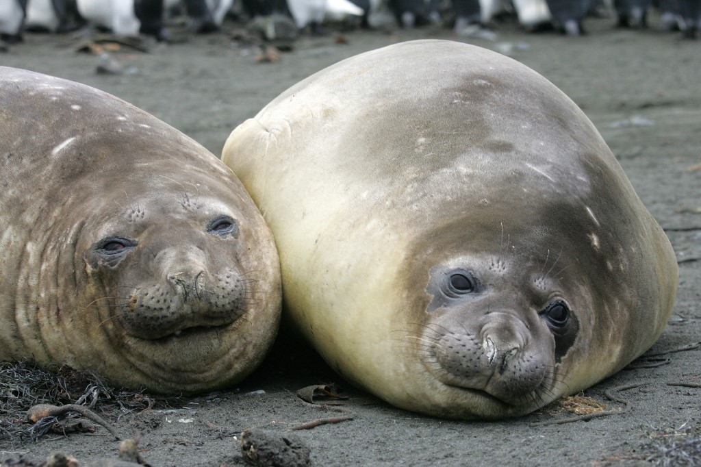 Photo prise le 01 juillet 2007 de deux éléphants de mer sur l'île de la Possession dans l'archipel des Crozet (Terres Australes et Antarctiques Françaises). MARCEL MOCHET / AFP