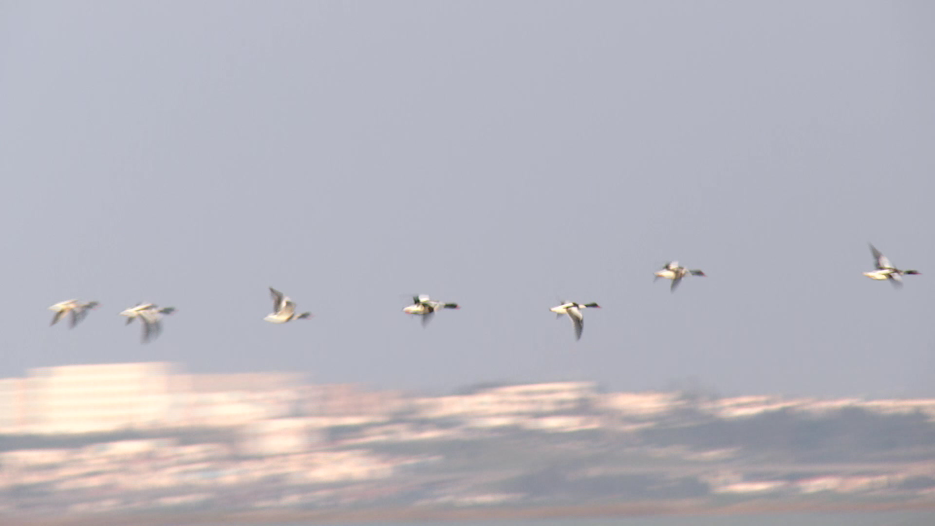 Au cœur de Tunis, la lagune, ses flamants roses... et ses poubelles