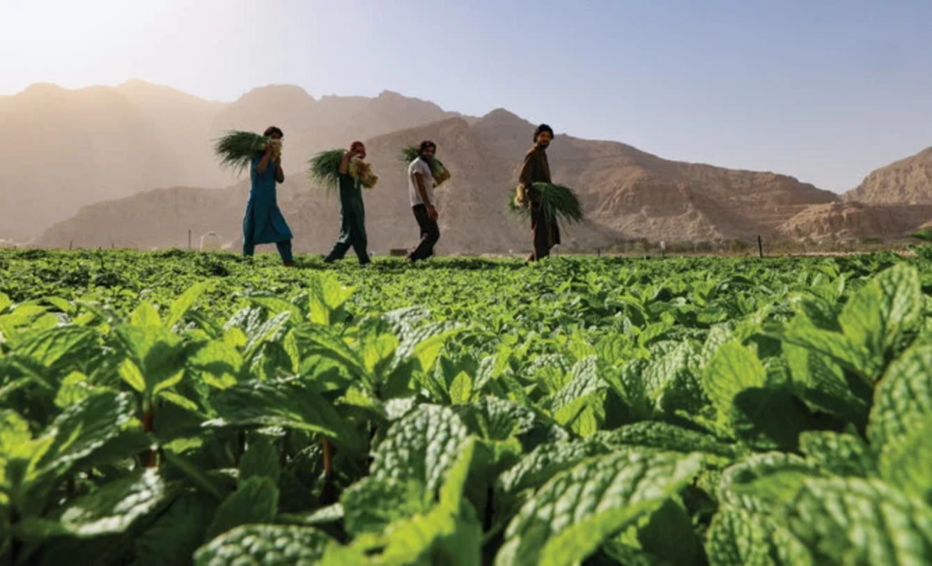 Au Moyen-Orient, des solutions agro-techniques pour renforcer la sécurité alimentaire