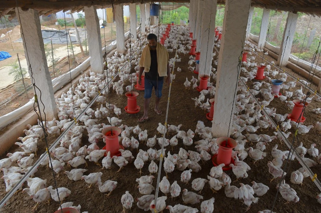Algérie: 15 000 aviculteurs en faillite