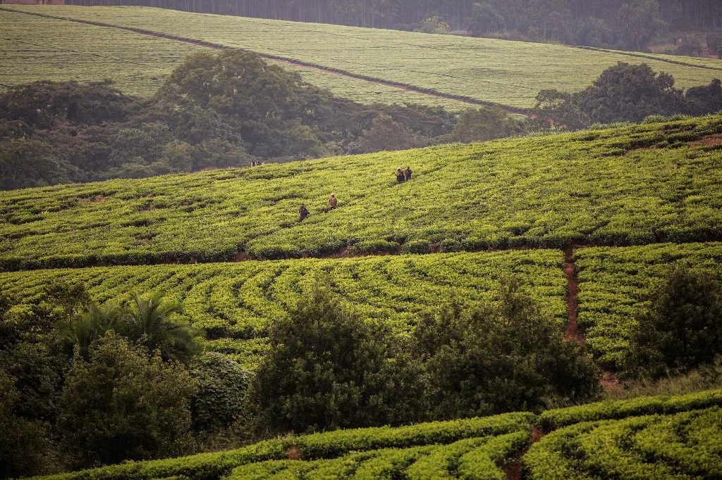 Cultures d’automne: la superficie emblavée atteint 4,9 millions Ha