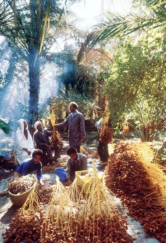 Le Maroc, premier importateur des dattes tunisiennes