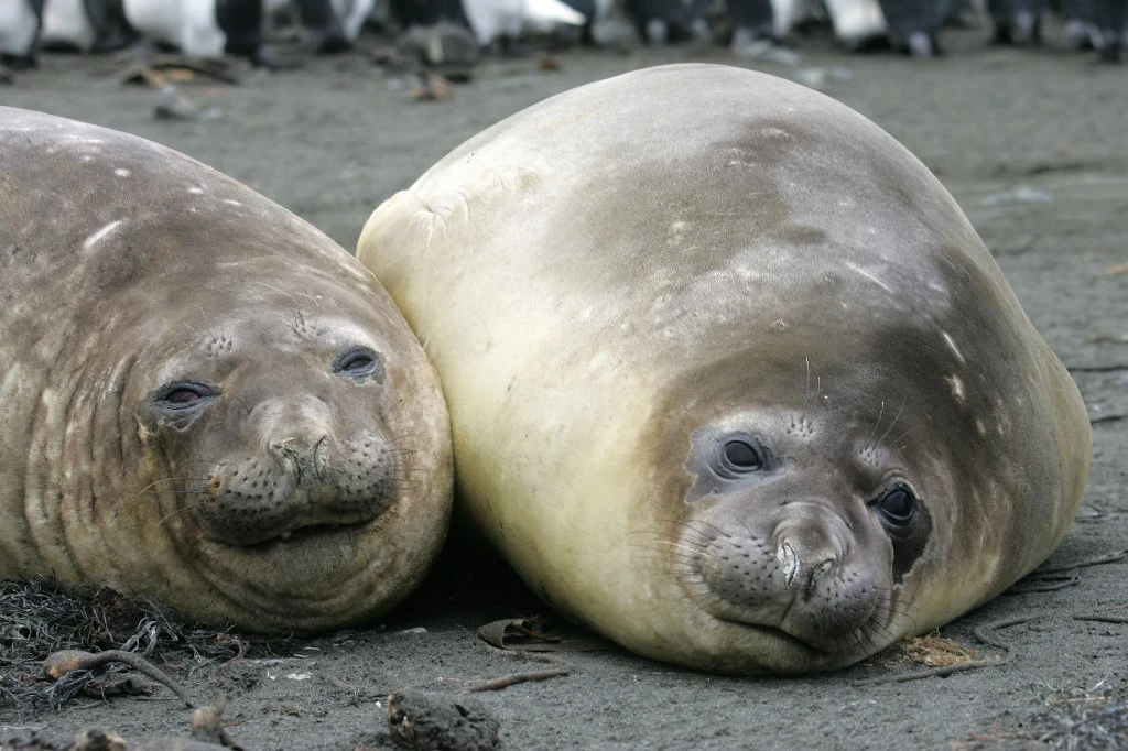 Photo prise le 01 juillet 2007 de deux éléphants de mer sur l'île de la Possession dans l'archipel des Crozet (Terres Australes et Antarctiques Françaises). MARCEL MOCHET / AFP