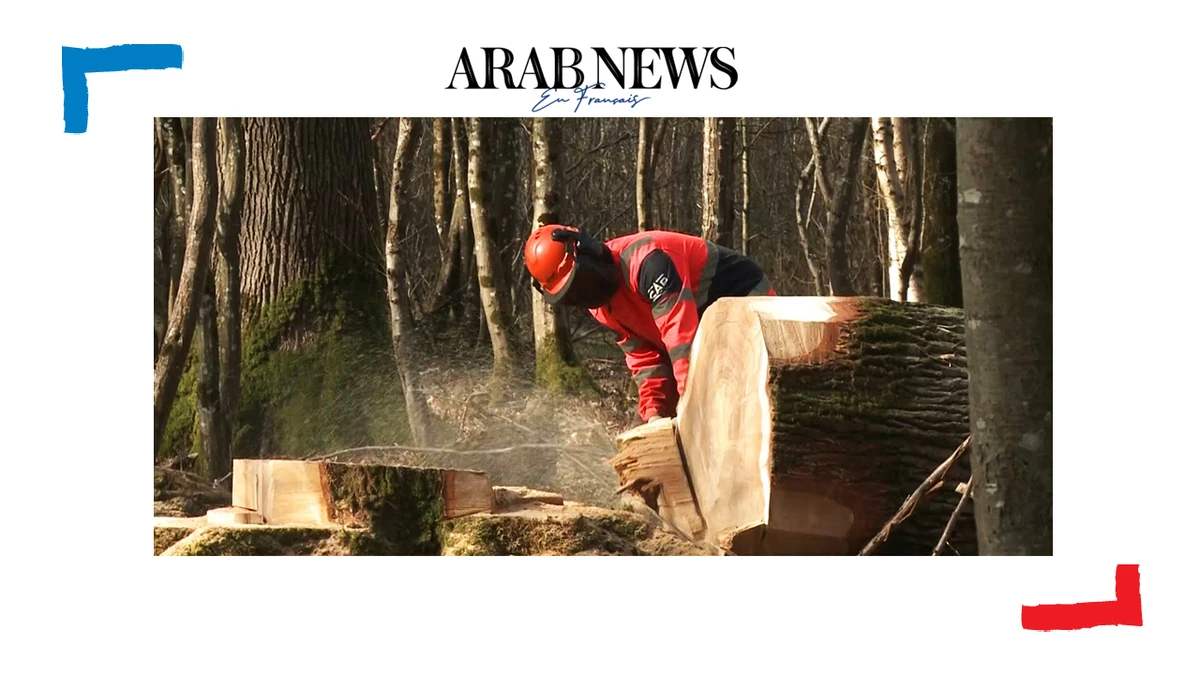 Notre-Dame: des chênes centenaires abattus en Seine-et-Marne pour reconstruire la charpente