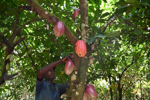 Prix du cacao ivoirien: les multinationales en "coulisse"