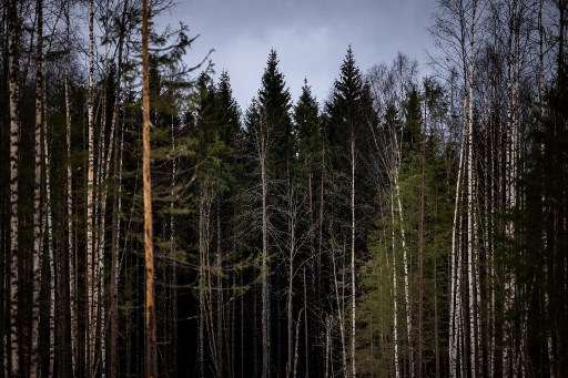 Les arbres victimes du bruit, même quand le silence revient