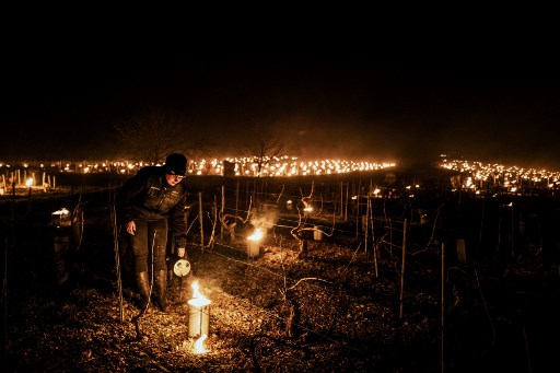 «Gueule de bois» des agriculteurs devant un gel «historique»
