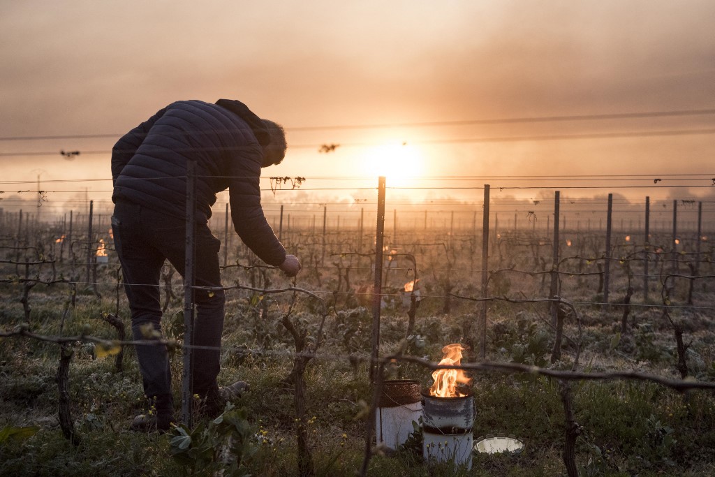 Gel: «la plus grande catastrophe agronomique» du siècle