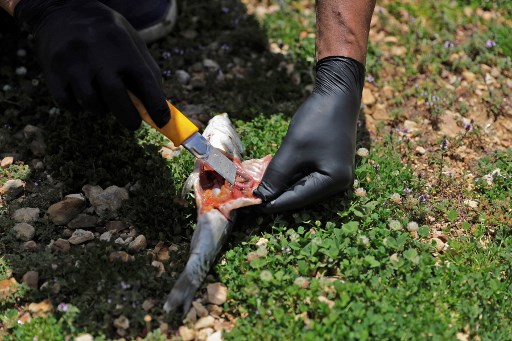 Au Liban, des tonnes de poissons morts dans un lac pollué