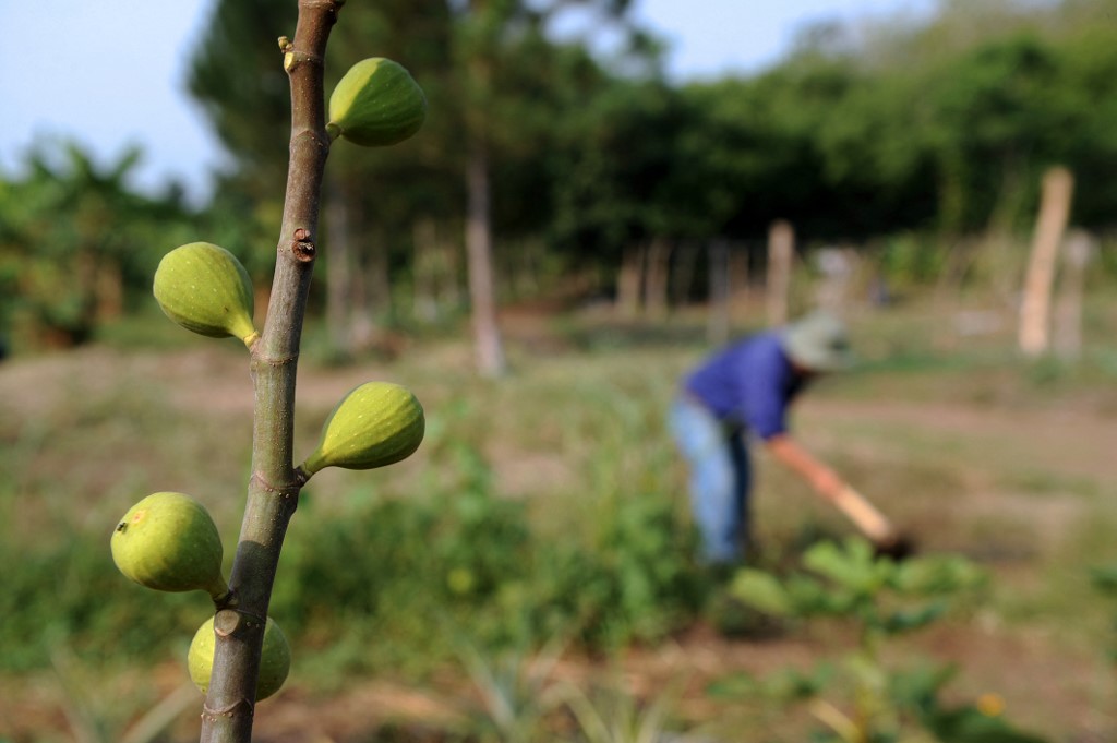 La « Figue de Djebba » obtient la protection internationale