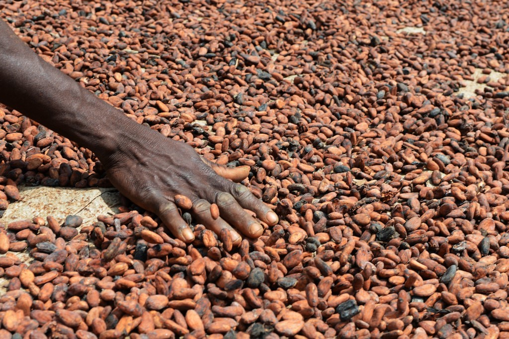 Le prix du cacao baisse encore, les petits agriculteurs payent les frais