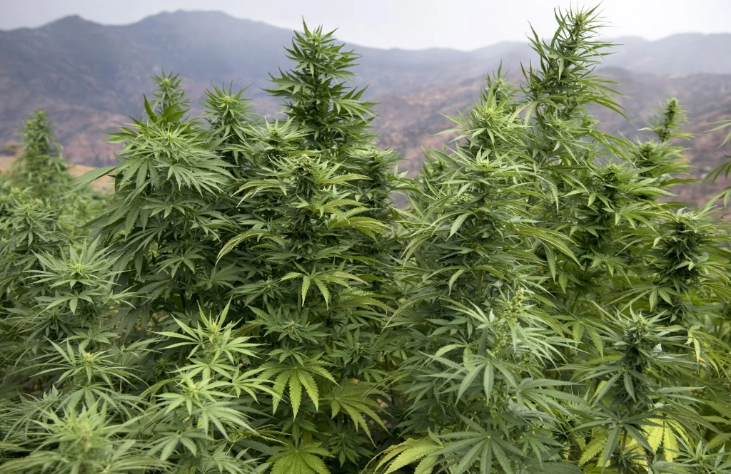 Projet de loi relatif à l’usage légal du cannabis