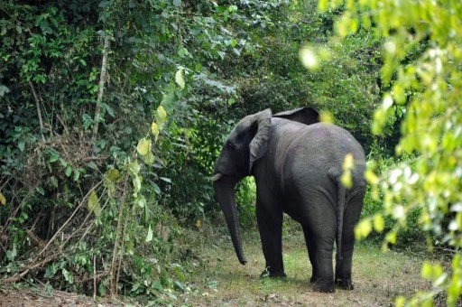 Les éléphants, emblèmes de la Côte d'Ivoire, en voie d'extinction