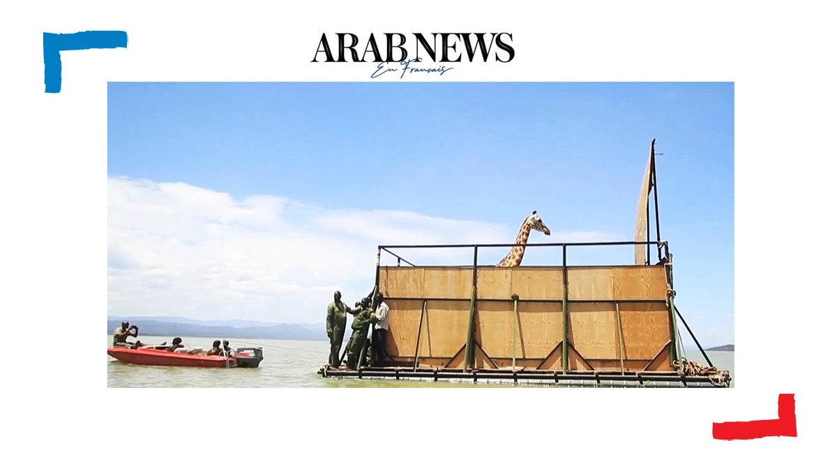 Au Kenya, une girafe sauvée de la montée des eaux