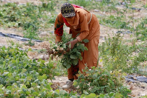 En Jordanie, la sécheresse menace les cultures et l'accès à l'eau potable
