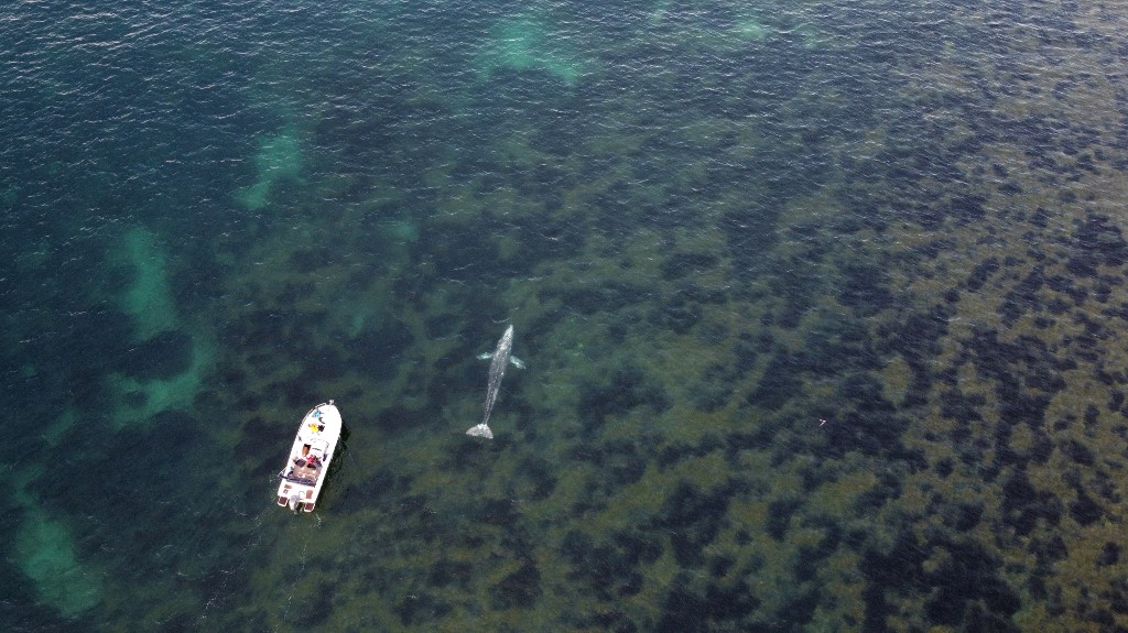 Landes: 16 kg de plastiques retrouvés dans le ventre d'une baleine à bec