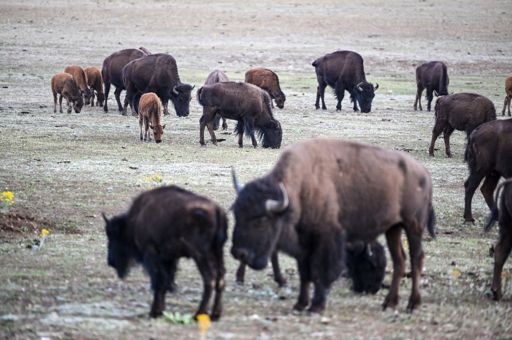 Plus de 45 000 candidats pour tuer 12 bisons dans un parc naturel US