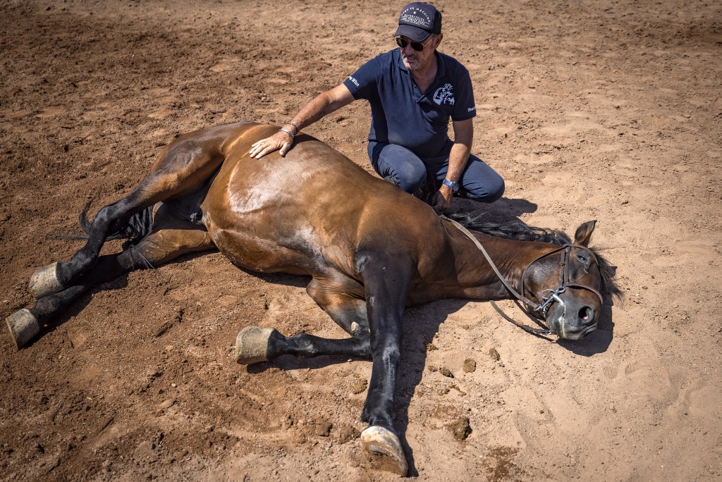 Faire le mort, partir au galop ou simplement marcher au pas... Les barbes arabes, frisons hollandais et purs-sangs espagnols suivent à la voix les directives de l'instructeur. FADEL SENNA / AFP