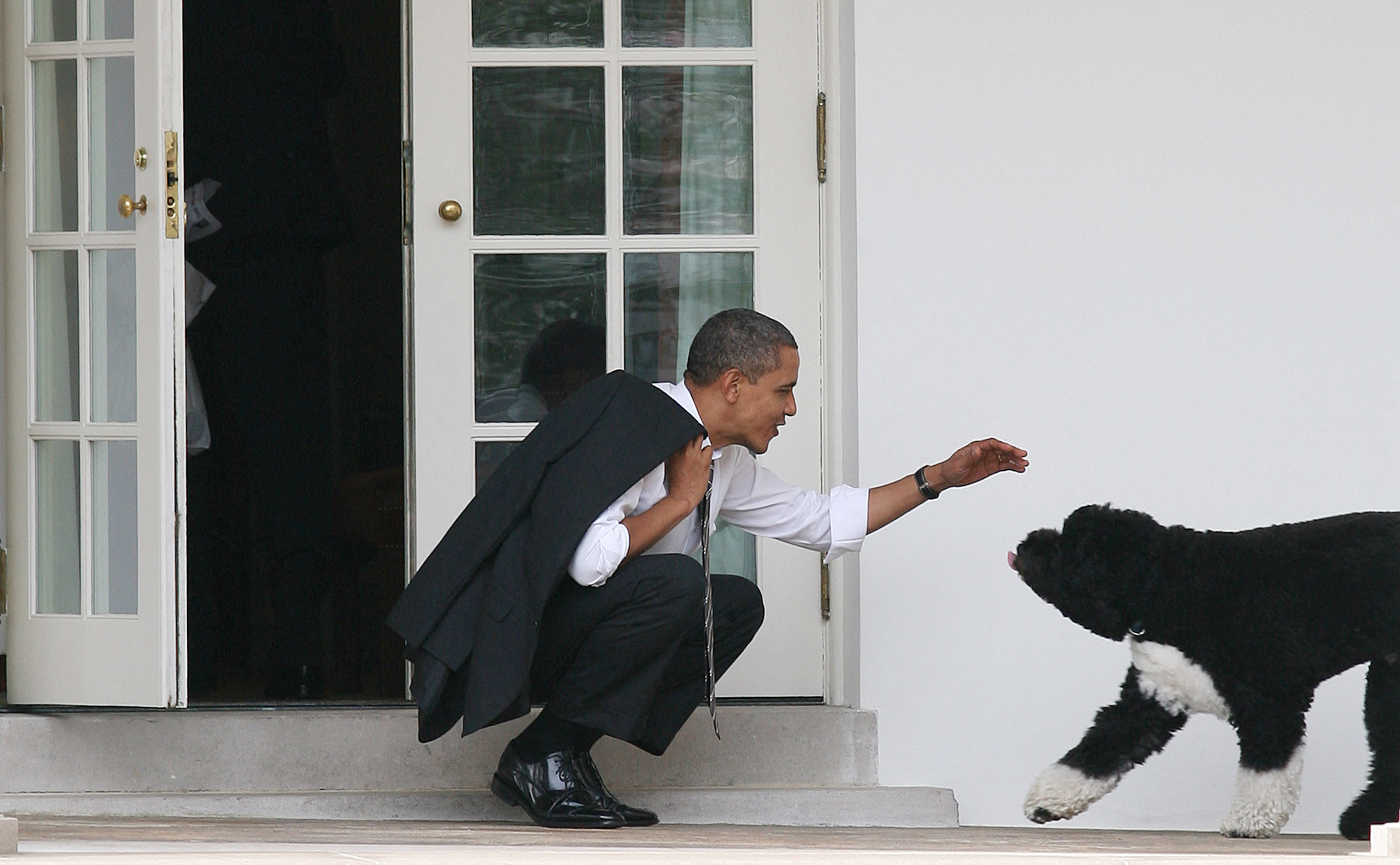 Mort de Bo, le chien de Barack Obama et star de la Maison Blanche