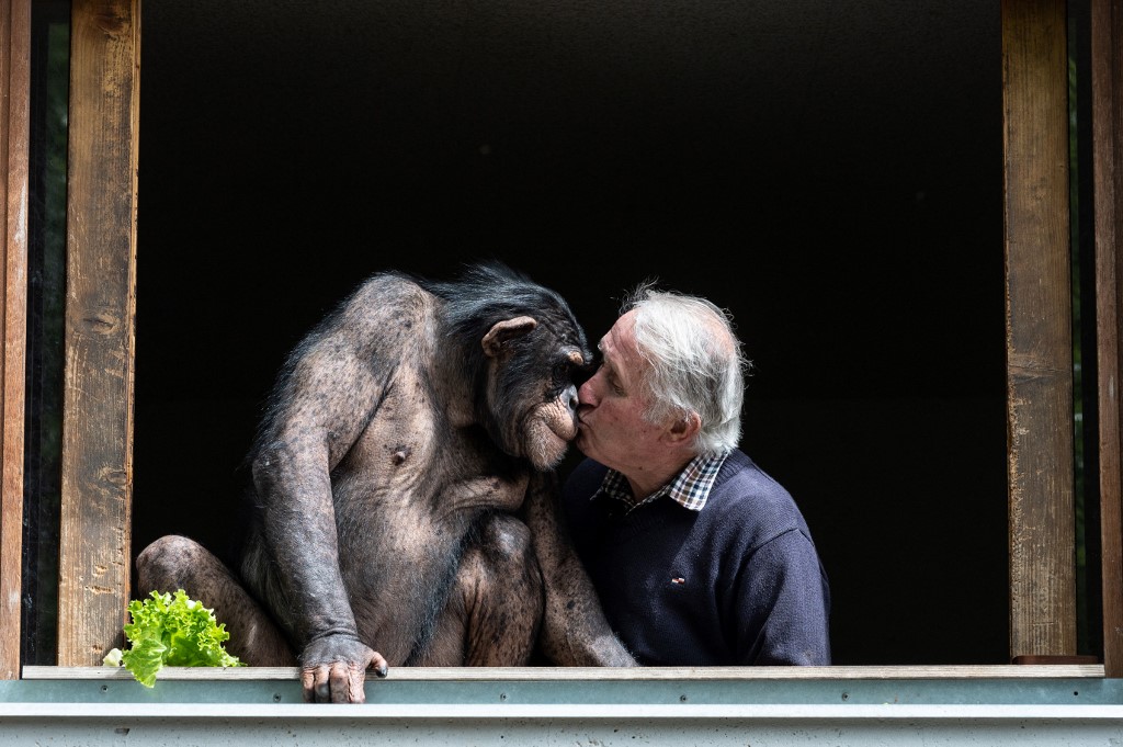Les chimpanzés ont des «poignées de mains» propres à leur groupe social