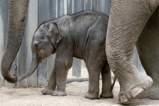 Naissance de Jack l'éléphanteau au parc de loisir du Pal, juste avant sa réouverture