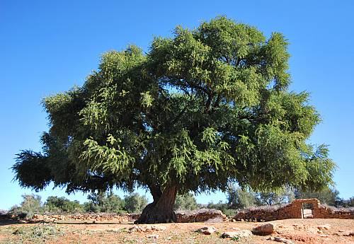 10 mai: Journée internationale de l'arganier, cet arbre marocain aux multiples vertus