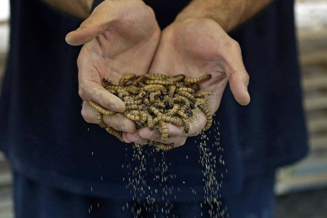 Au Koweït, un éleveur veut rendre tendance la consommation de larves dans le Golfe