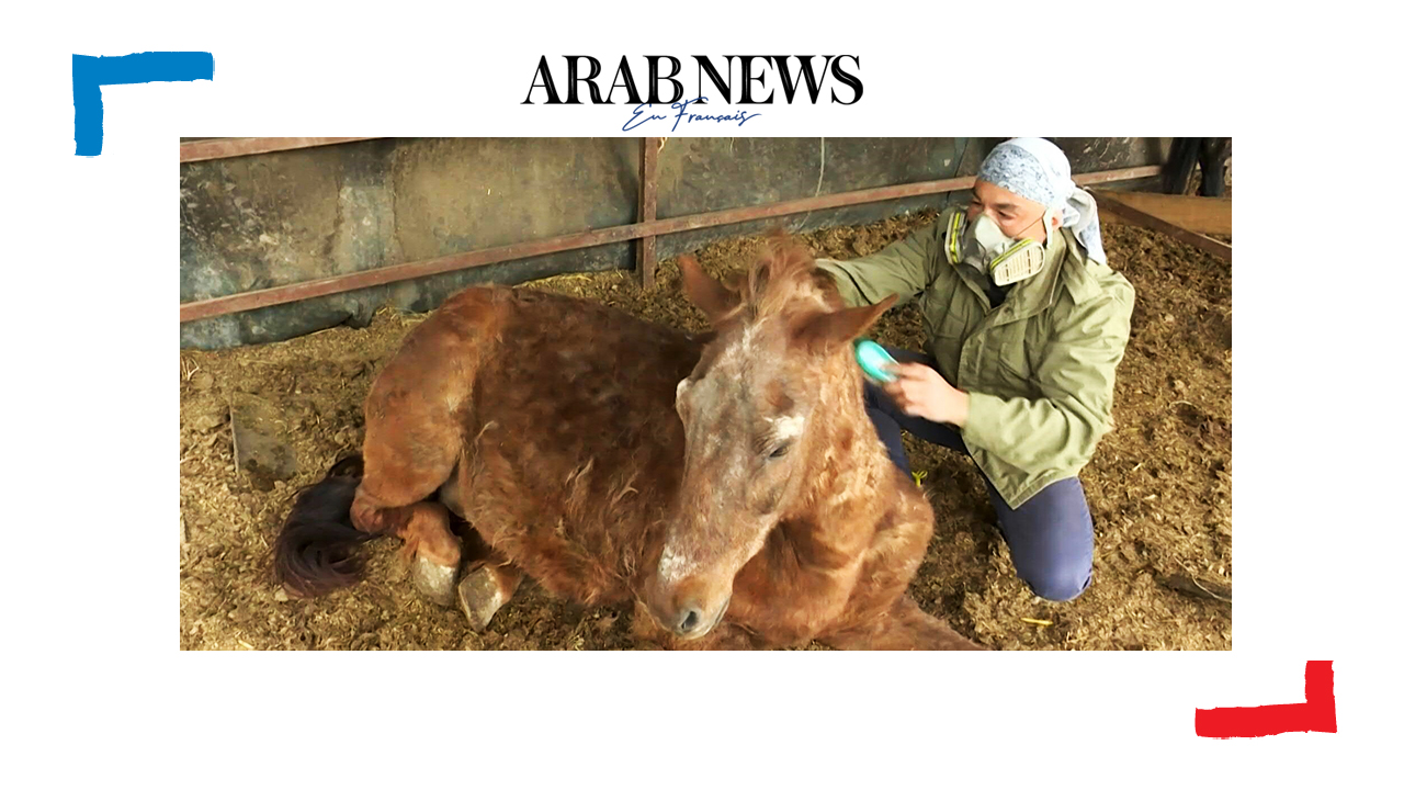 Remède de cheval: en Serbie, le sauveur improbable des destriers