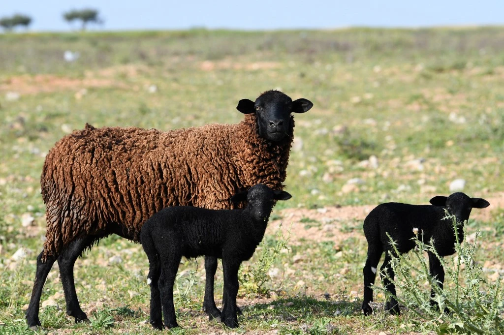 Terrorisme biologique et agricole : la richesse animale menacée