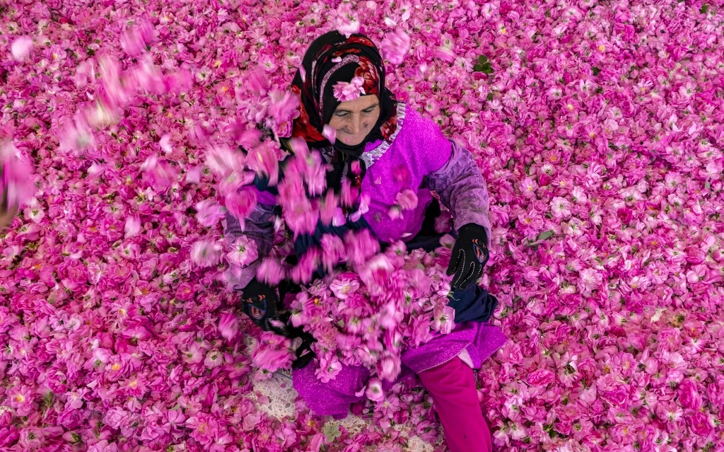 Au Maroc, le dur labeur des cueilleuses de roses
